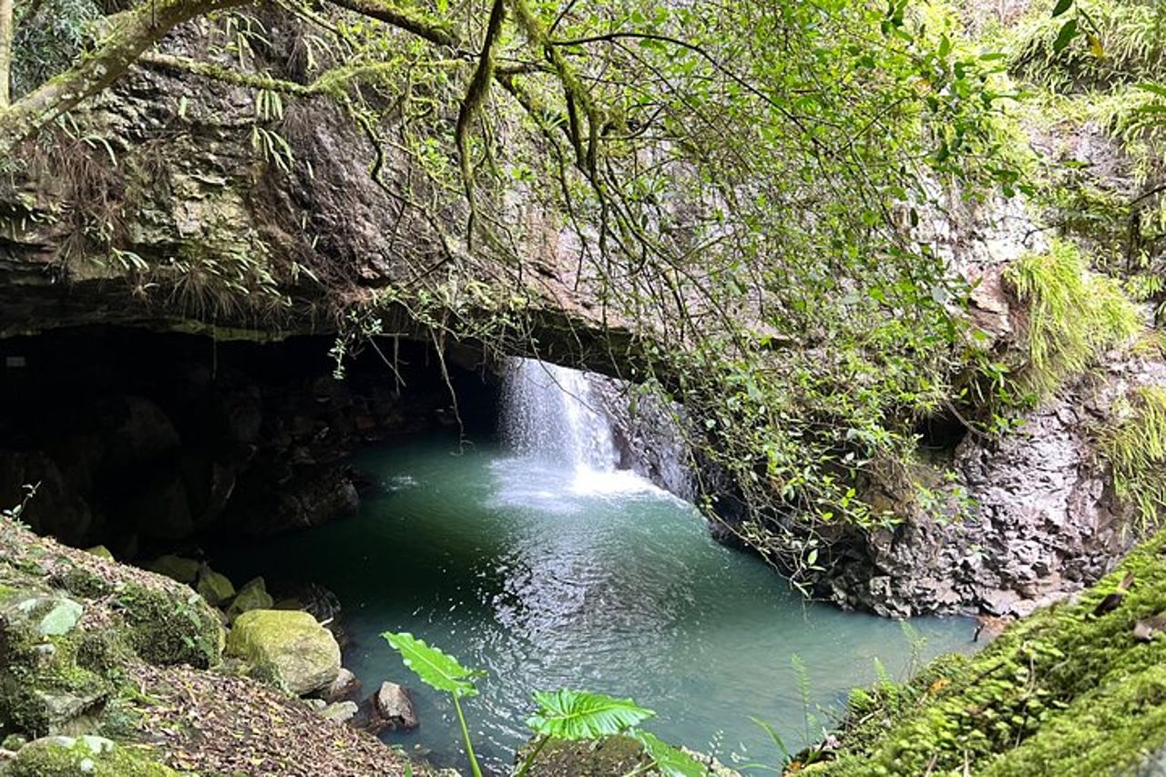 Deluxe Springbrook & Mt Tamborine Glow Worms e famoso Skywalk — 4