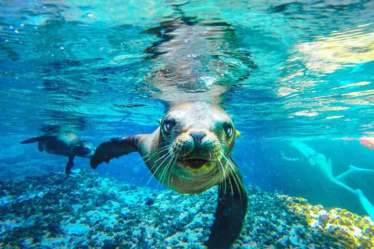 Coronado Island Avventura, snorkeling e picnic sulla spiaggia — 2