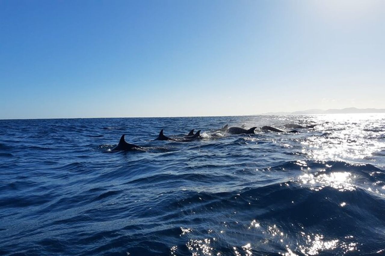 Coronado Island Avventura, snorkeling e picnic sulla spiaggia — 8