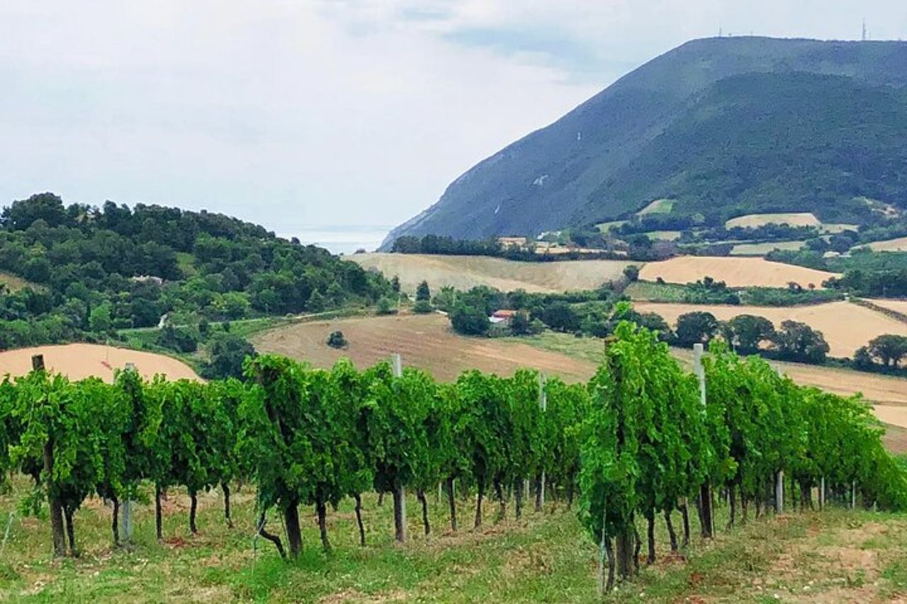 E-Bike Tour Guidato con Degustazione in Cantina — 3