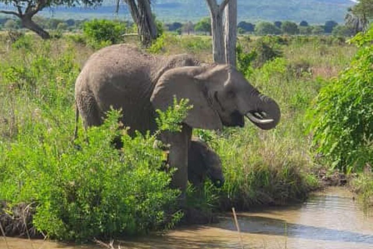 4 giorni 3 notti Selous (parco nazionale di Nyerere) e Mikumi Adventure — 9