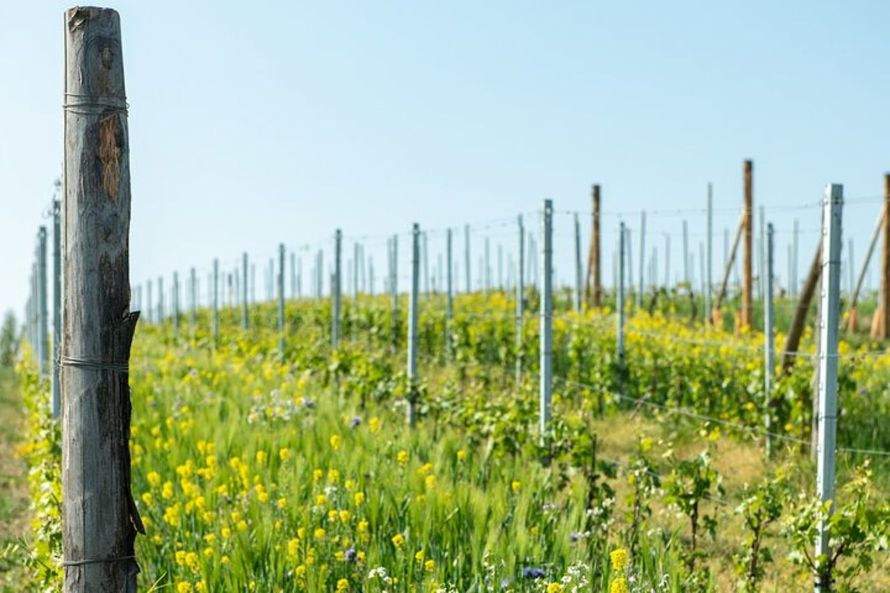 Monferrato: Visita guidata in cantina e picnic tra i vigneti — 4