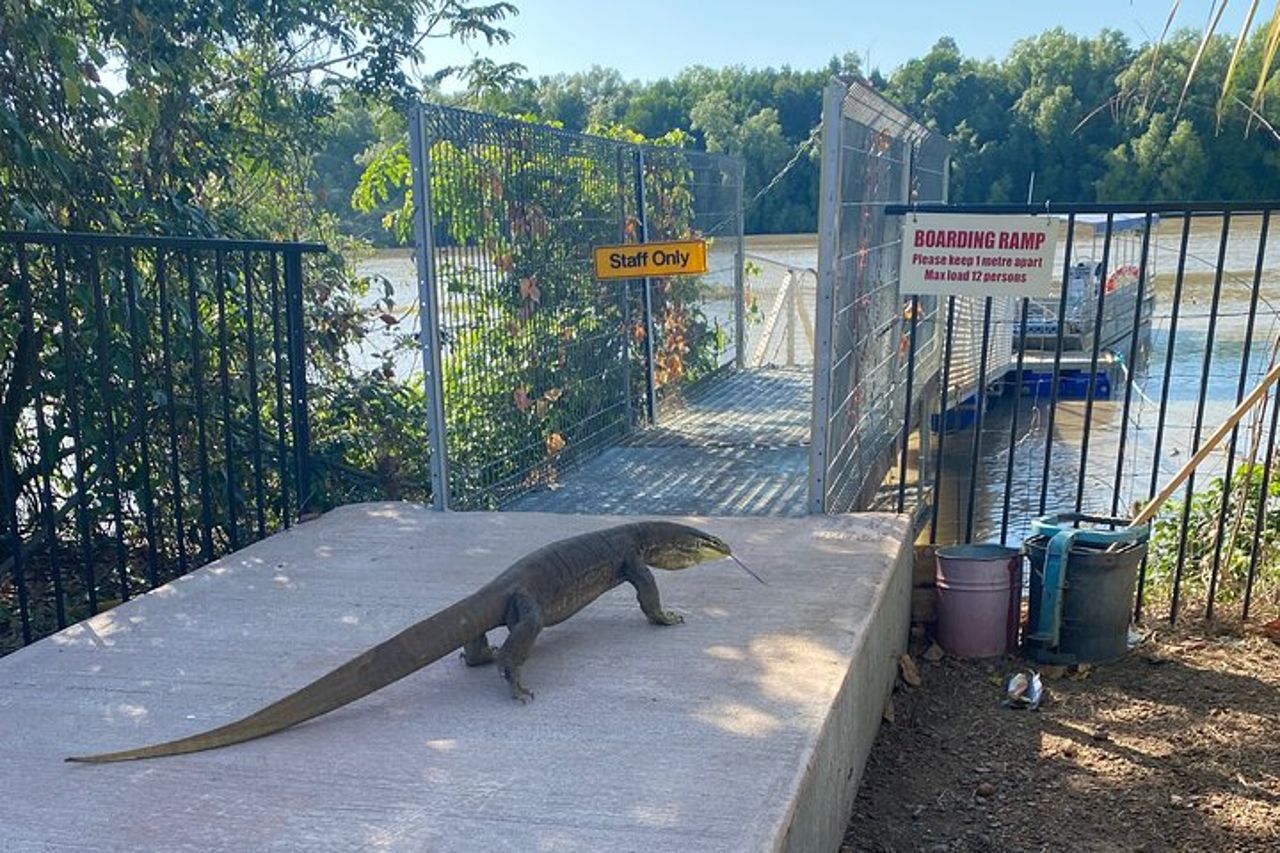 Il Croc Bus per la famosa crociera sui coccodrilli che saltano — 4