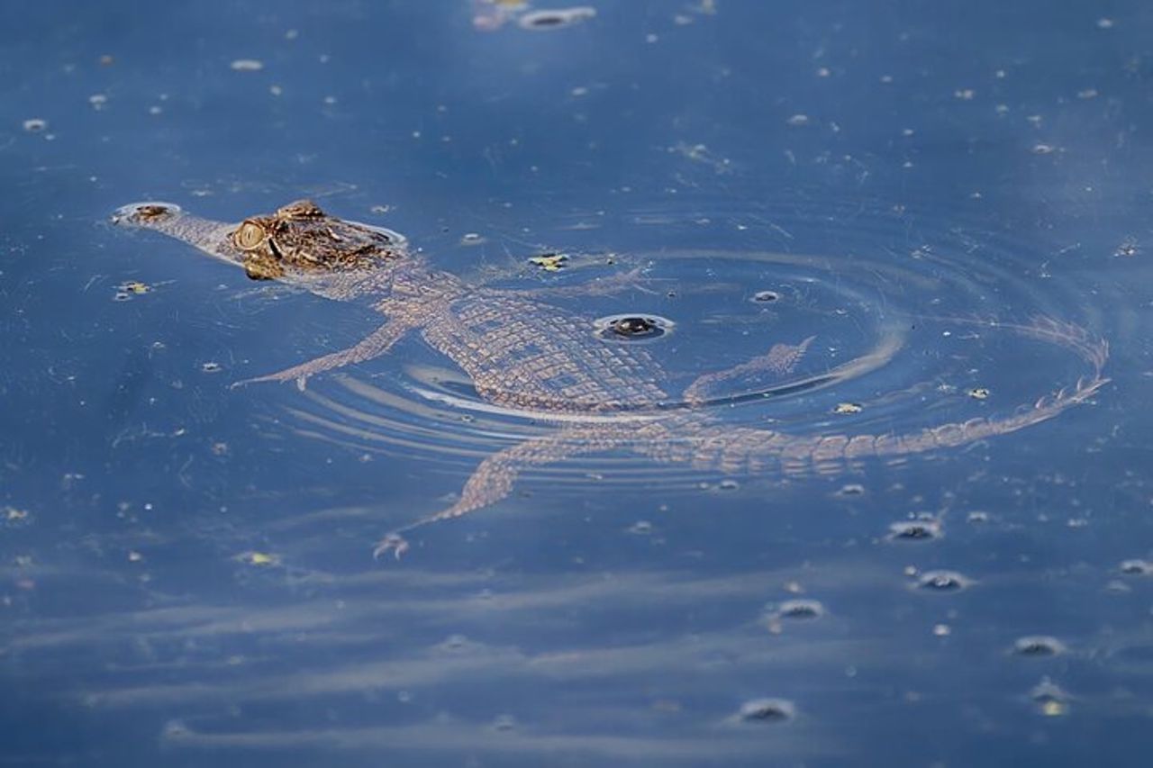 Il Croc Bus per la famosa crociera sui coccodrilli che saltano — 9