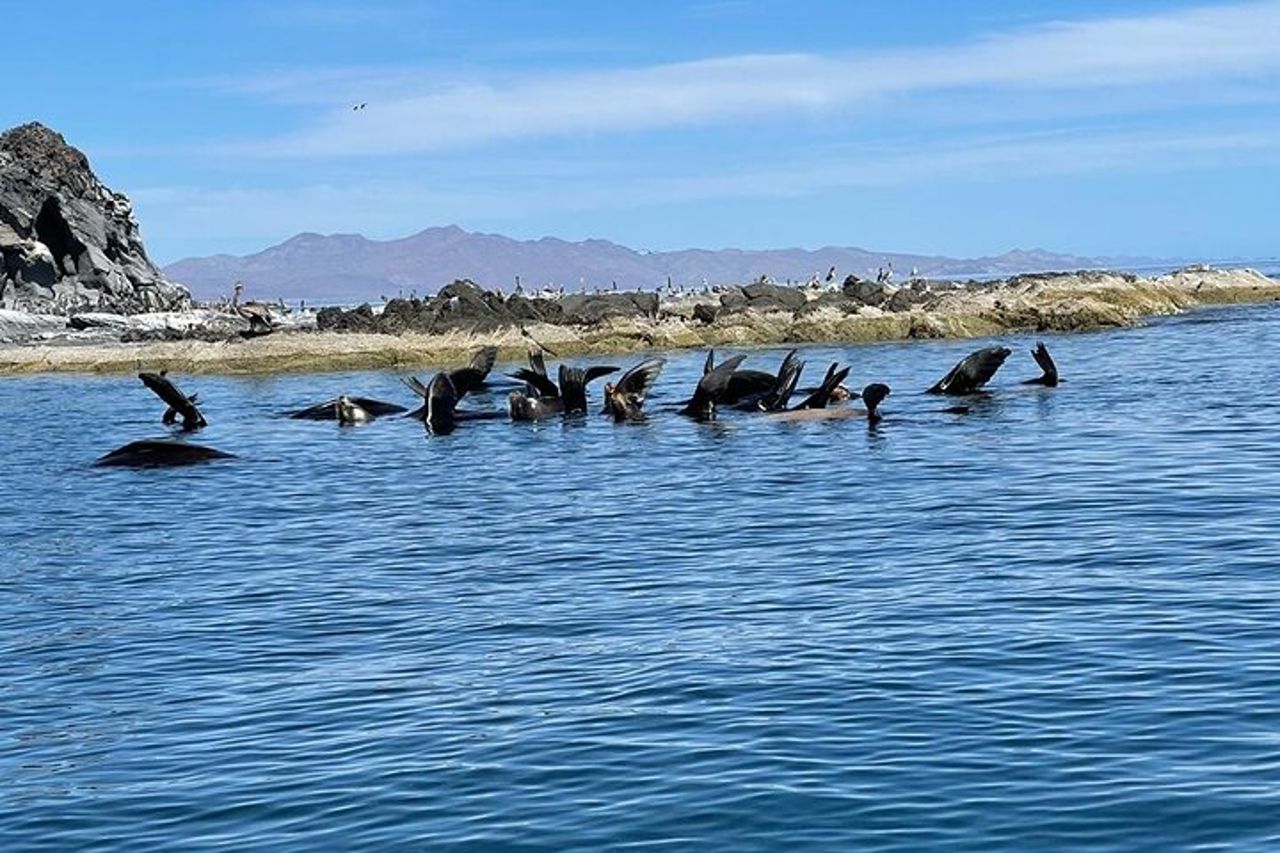 Tour all'isola di Coronado con attività di snorkeling e picnic — 7