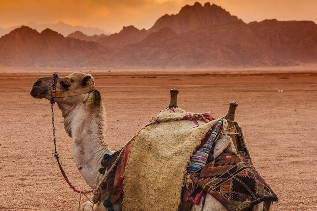Quad safari 5 in 1, cammello, spettacolo, cena e osservazione delle stelle a Sharm — 2