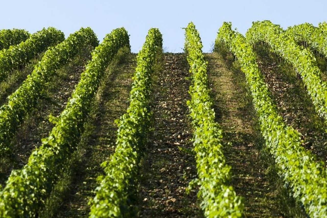 Semi Privato Deep Wine Chianti e San Gimignano da Firenze — 7