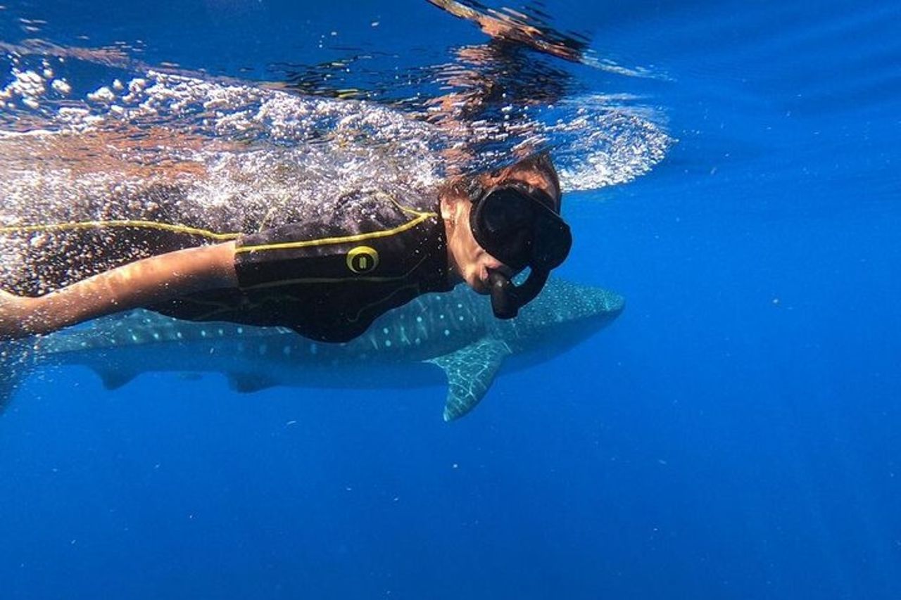 Tour all inclusive di un giorno intero con incontro con squalo balena dalla Riviera Maya