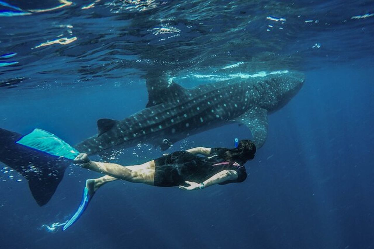 Tour all inclusive di un giorno intero con incontro con squalo balena dalla Riviera Maya — 8