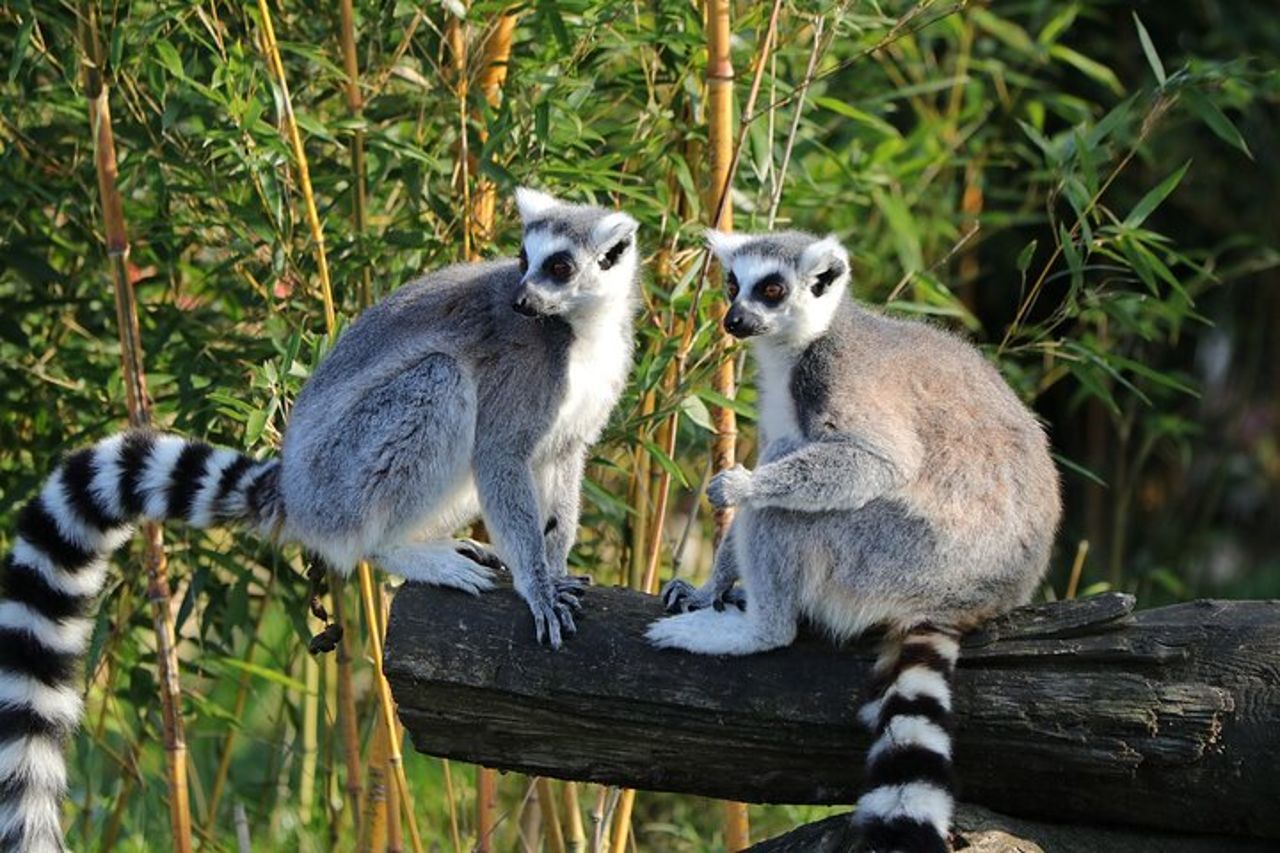 Safari privati di 9 giorni in Madagascar Baobab e famiglia Tsingy — 4