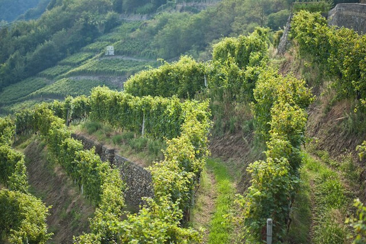 Tour privato di aziende agricole biologiche e vini naturali in Valtellina — 3