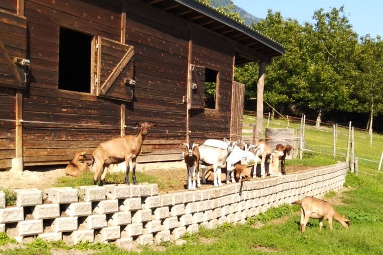 Tour privato di aziende agricole biologiche e vini naturali in Valtellina — 5