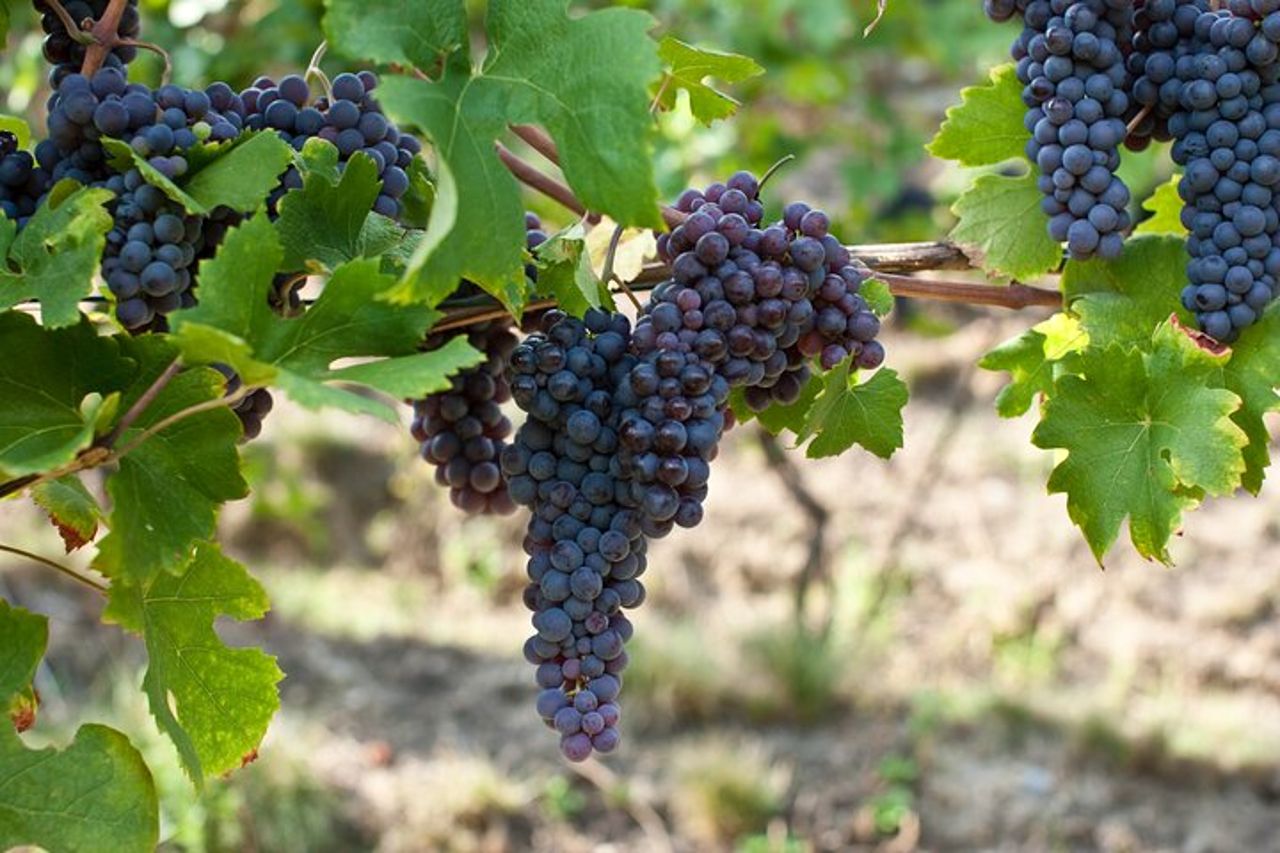 Tour privato di aziende agricole biologiche e vini naturali in Valtellina