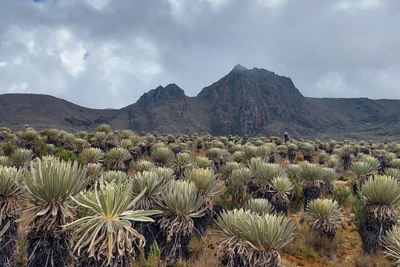 Escursione al paramo più grande della terra: Sumapaz