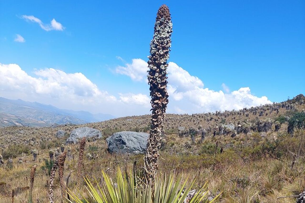 Escursione al paramo più grande della terra: Sumapaz — 3