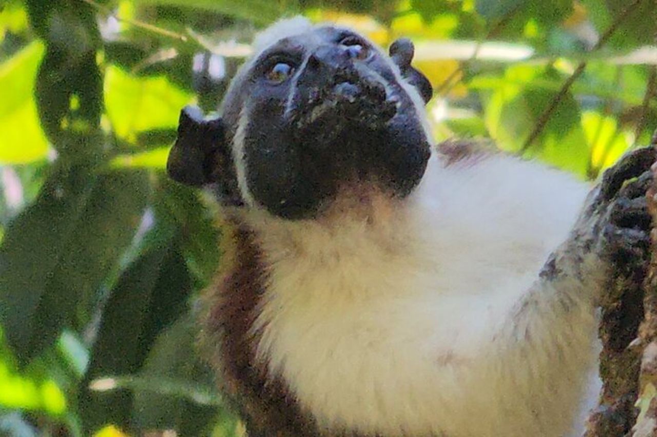 Tour a piedi di Ancon Hill: bradipi, fauna selvatica e viste sulla città di Panama — 5