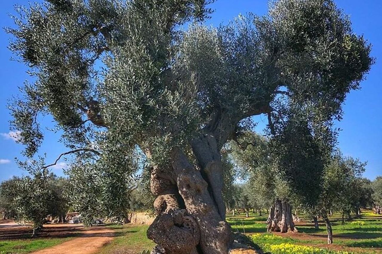 da BARI o OSTUNI alla Puglia centrale tour delle meraviglie! — 8