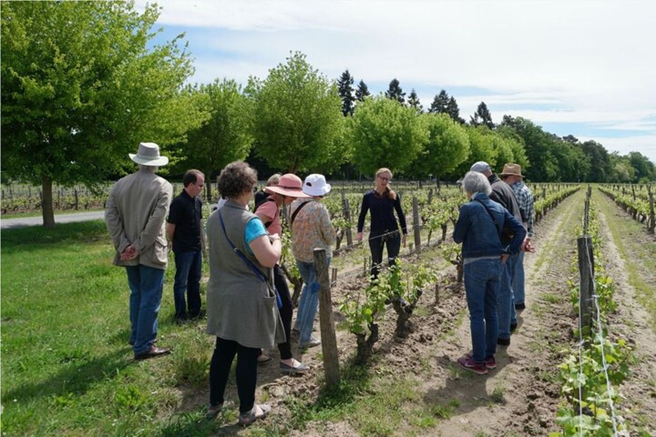 Tour privato di un giorno dei vini della Valle della Loira con degustazioni da Tours o Amboise