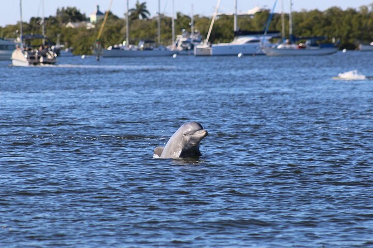 Crociera con delfino al tramonto con vista sul faro di Sanibel — 5