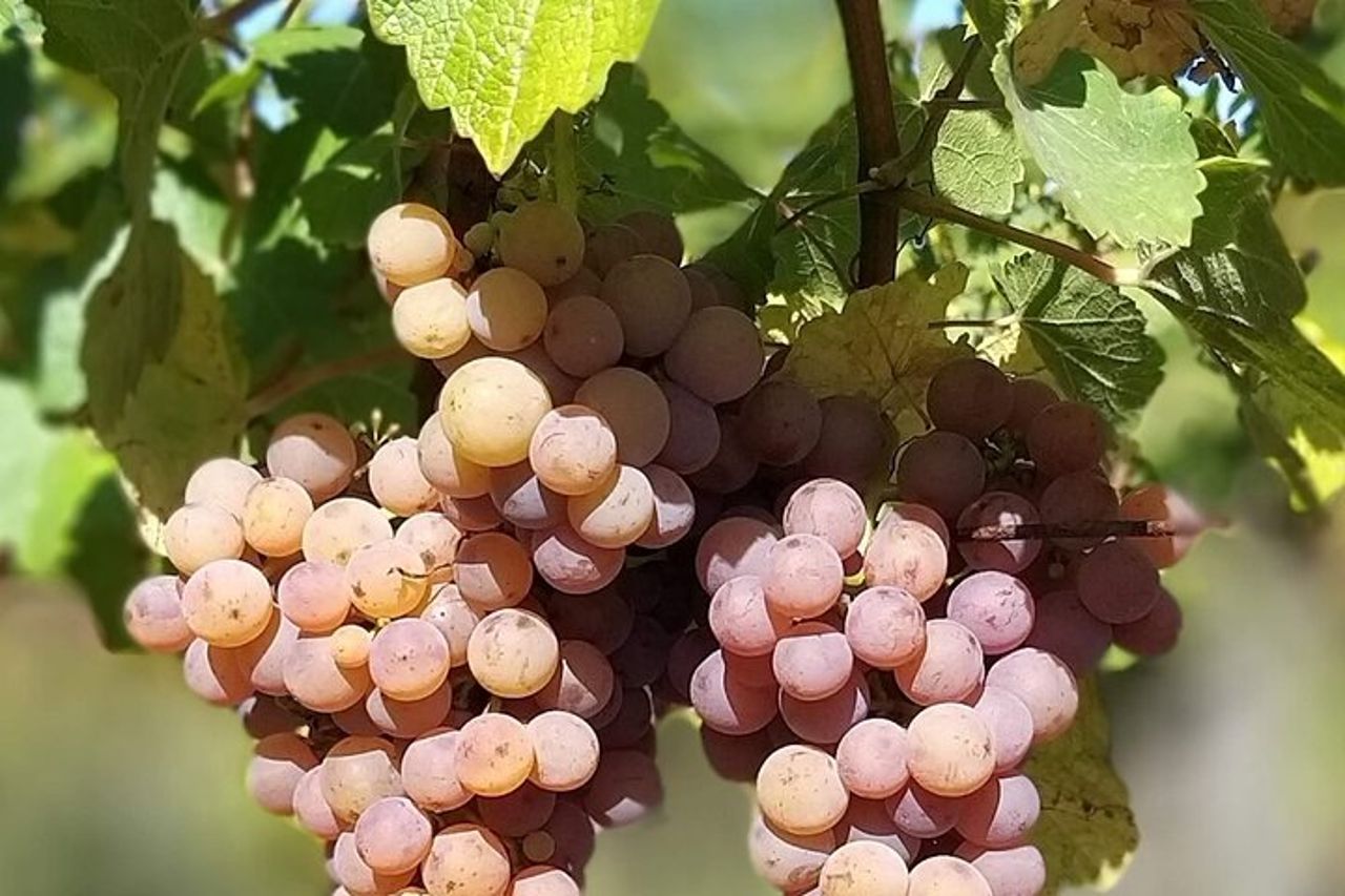 Pinot Noir & Pinot Wine Tour nel Baden-Württemberg — 2