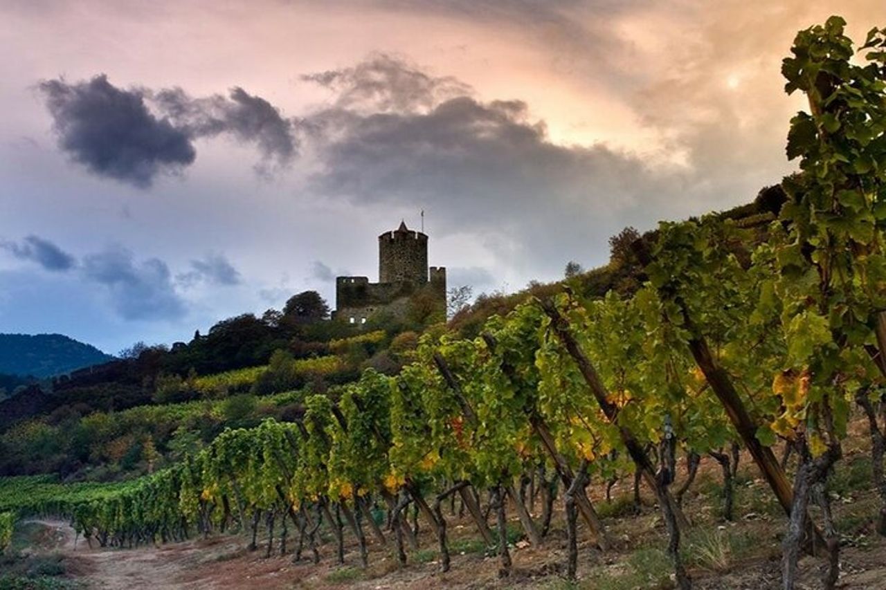 Pinot Noir & Pinot Wine Tour nel Baden-Württemberg — 5