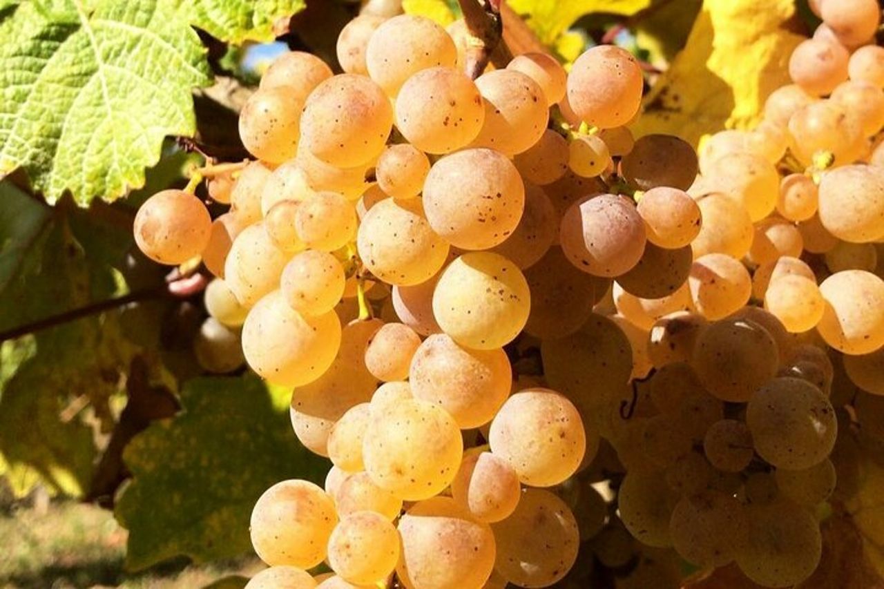 Pinot Noir & Pinot Wine Tour nel Baden-Württemberg — 8