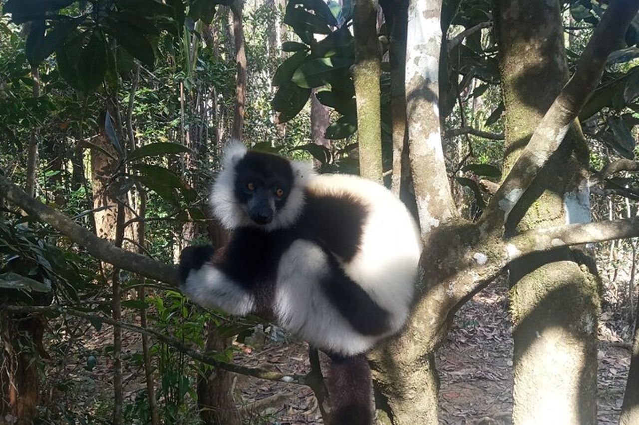 Escursione di 8 giorni Madagascar Oriental Wildlife e Natura — 7