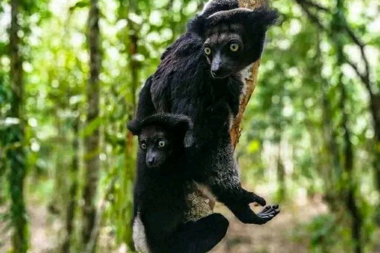 Escursione di 8 giorni Madagascar Oriental Wildlife e Natura — 9