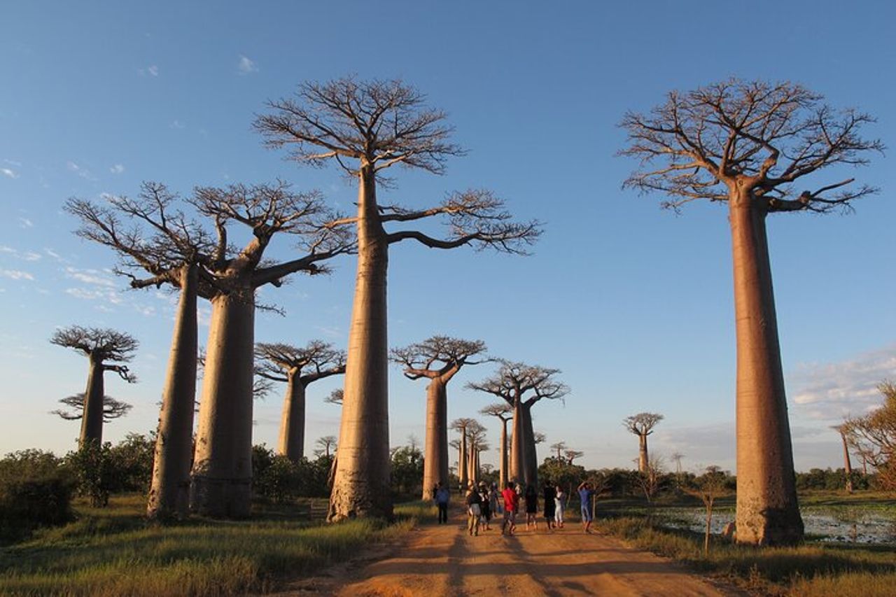 11 giorni Scopri i lemuri, i baobab e gli tsingy del Madagascar — 2