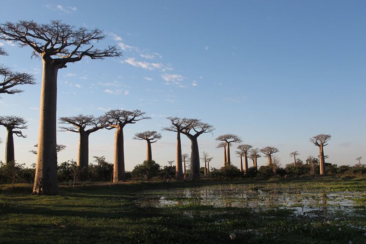 11 giorni Scopri i lemuri, i baobab e gli tsingy del Madagascar — 6