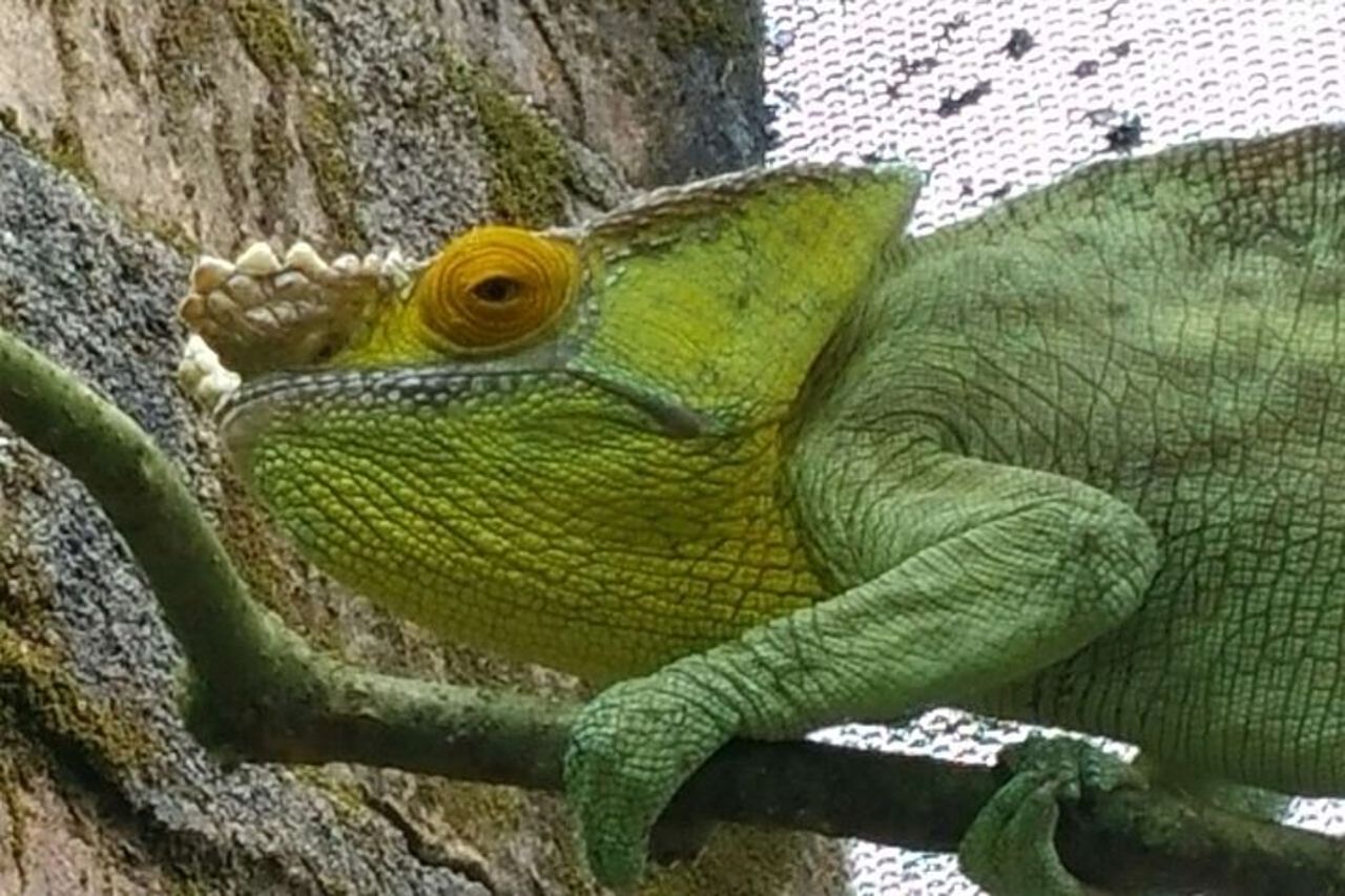 Tour classico di 10 giorni a sud del Madagascar — 2