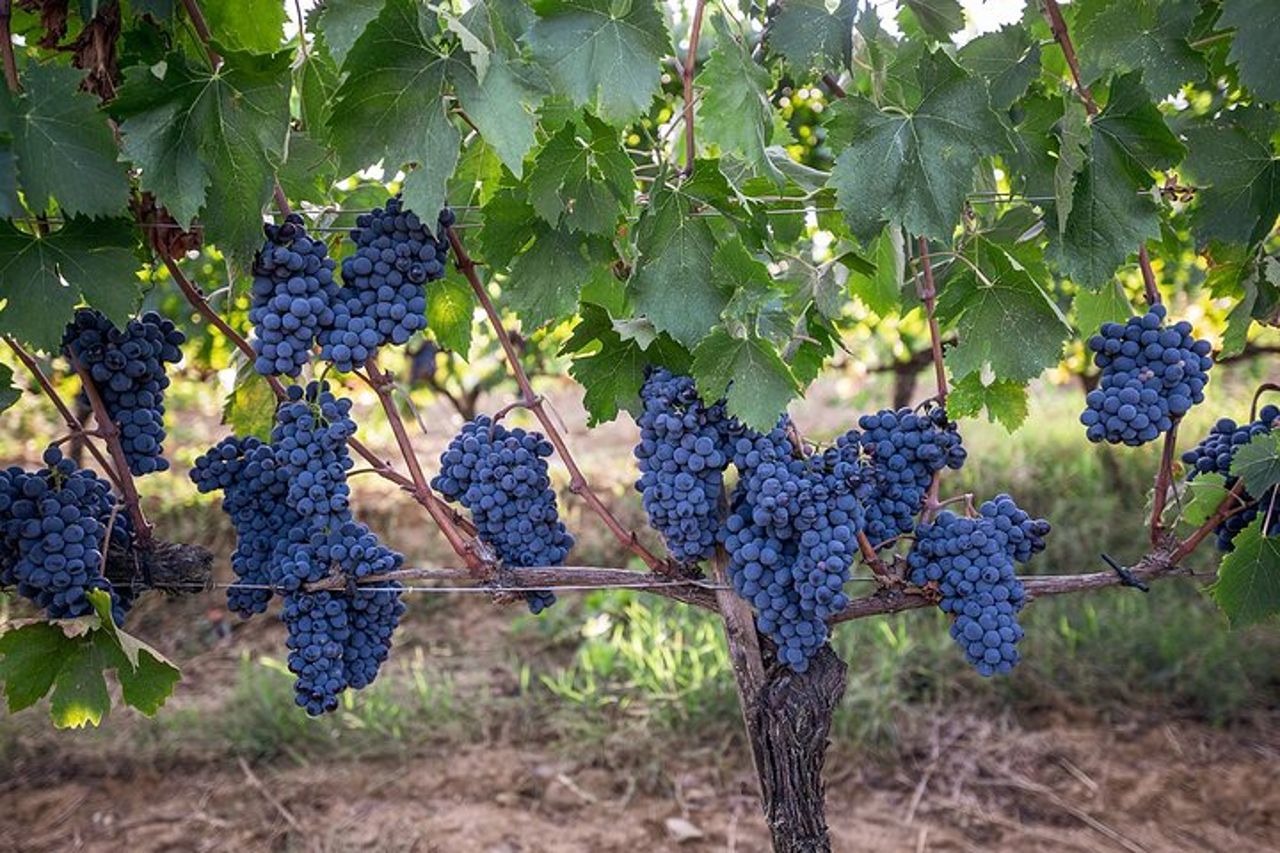 Montalcino: Tour della Cantina, Degustazione di Brunello e Aperitivi — 8