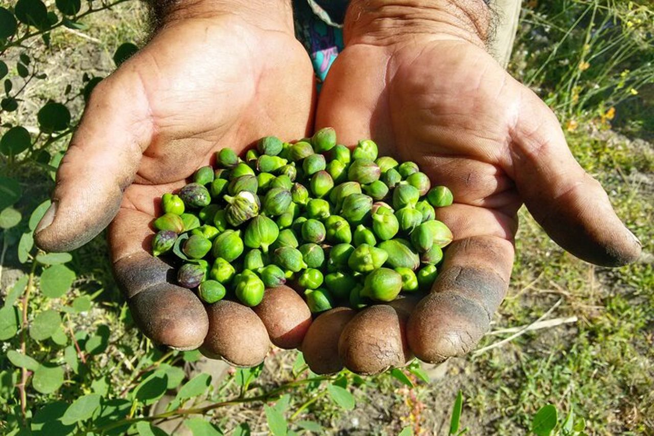 Cappero di Salina: Un'Esperienza di Degustazione Unica — 2