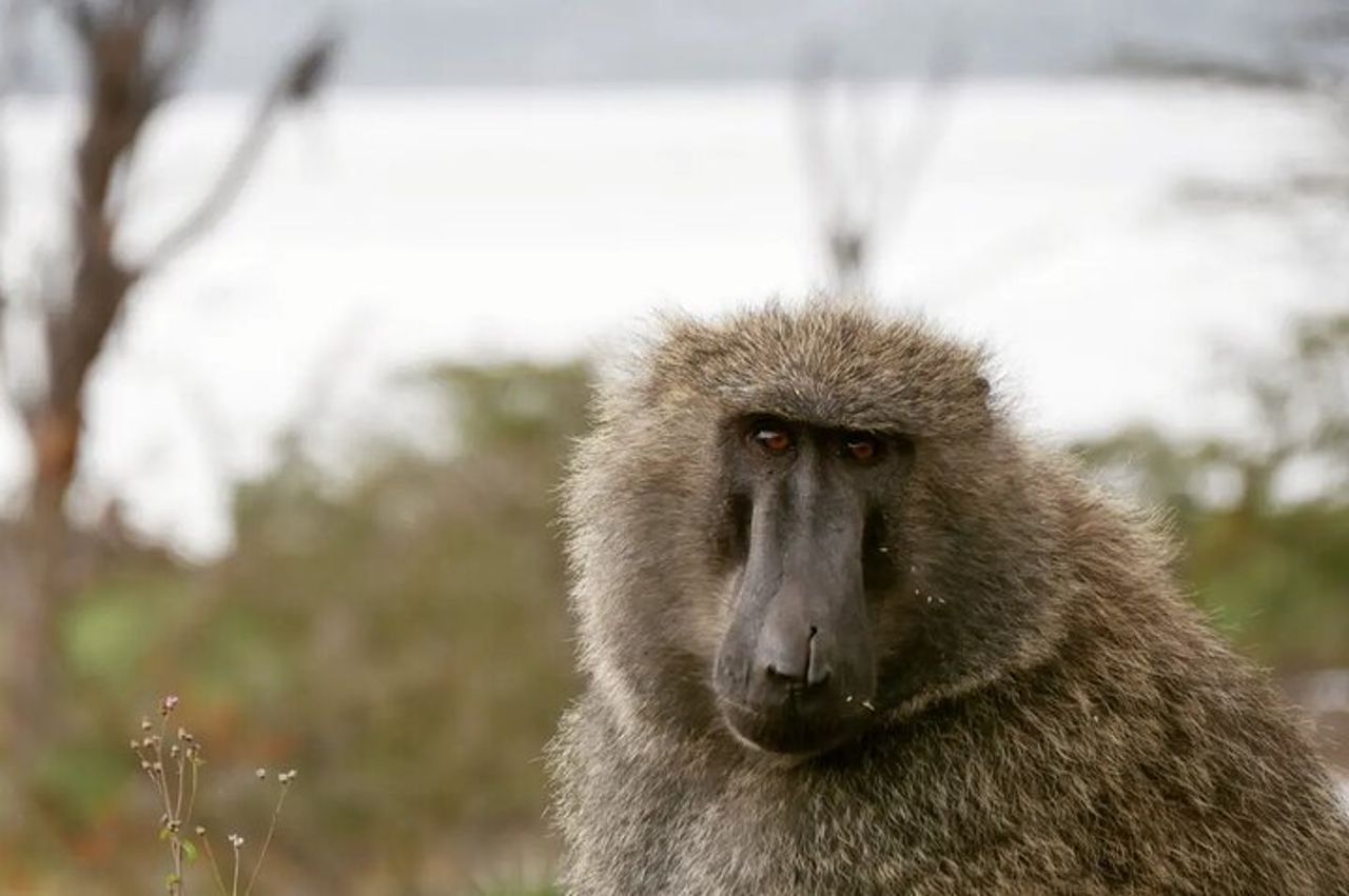 Safari di mezza giornata sul lago Nakuru NP — 2