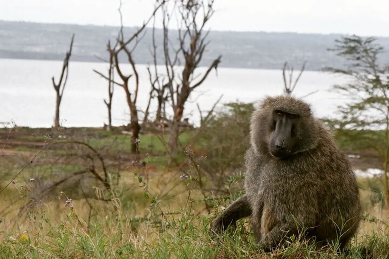 Safari di mezza giornata sul lago Nakuru NP — 4