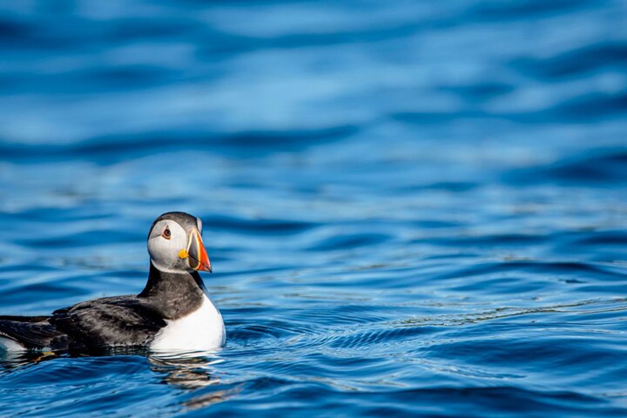 Safari alle balene con pulcinelle di mare e muffin (Andøy, Vesterålen) — 4