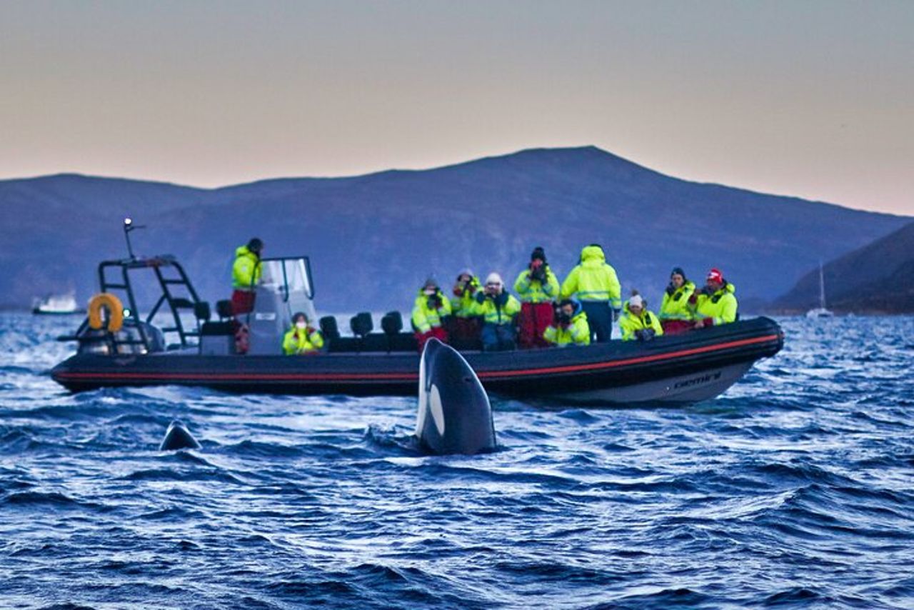 Safari alle balene con pulcinelle di mare e muffin (Andøy, Vesterålen) — 2