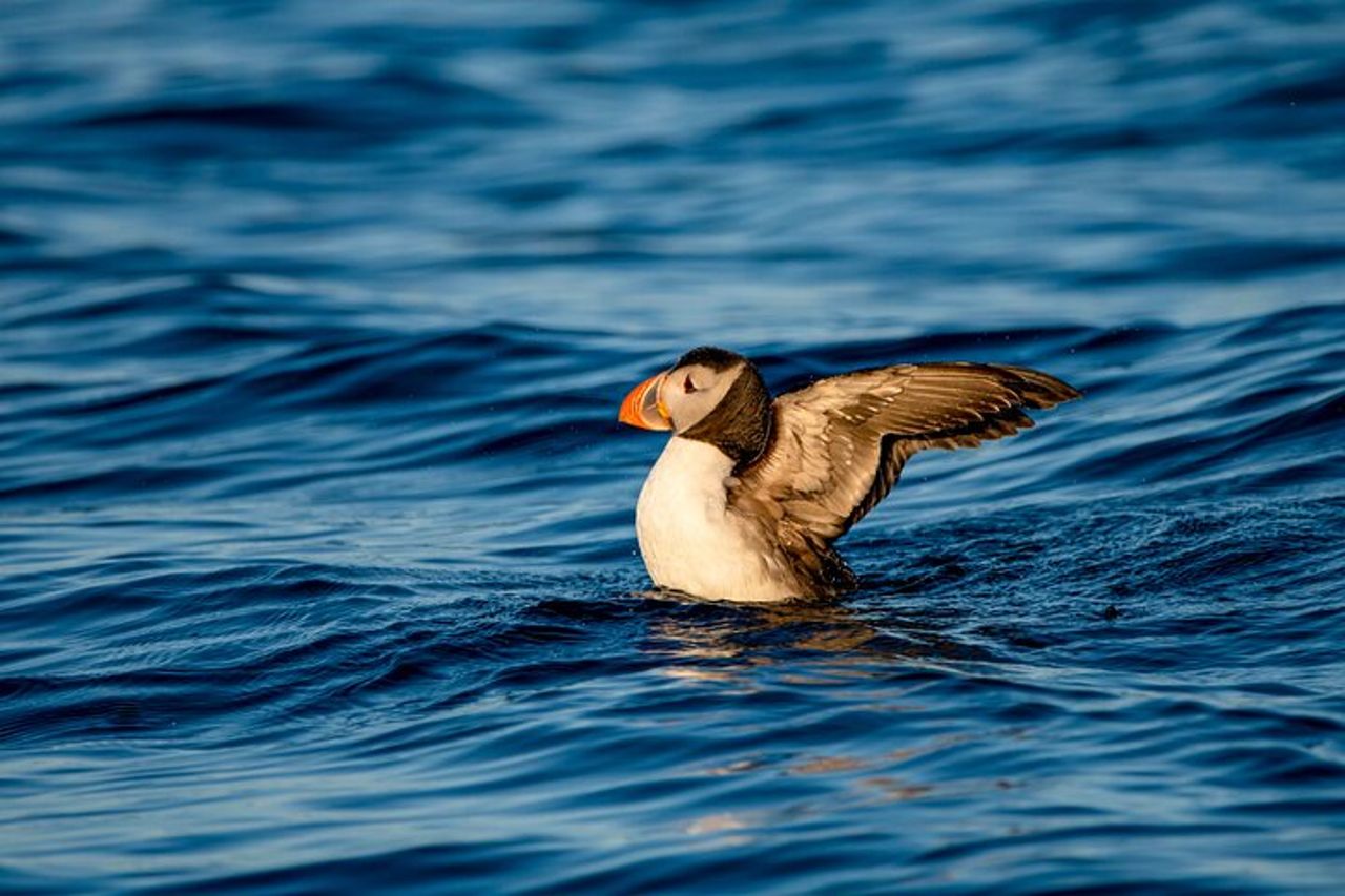Safari alle balene con pulcinelle di mare e muffin (Andøy, Vesterålen) — 6
