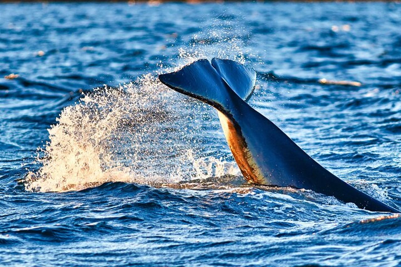 Safari alle balene con pulcinelle di mare e muffin (Andøy, Vesterålen) — 3