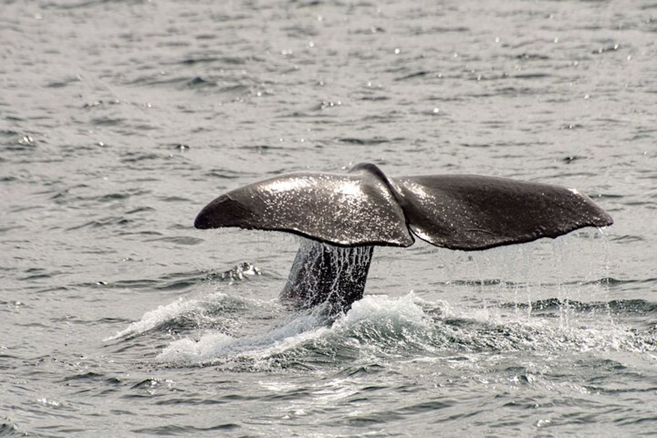 Safari alle balene con pulcinelle di mare e muffin (Andøy, Vesterålen) — 5