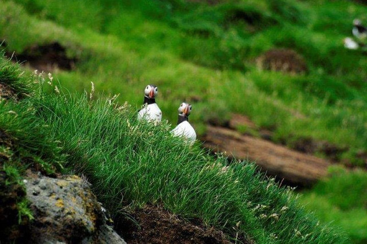Eyjascooter Puffin Tour in Islanda — 4
