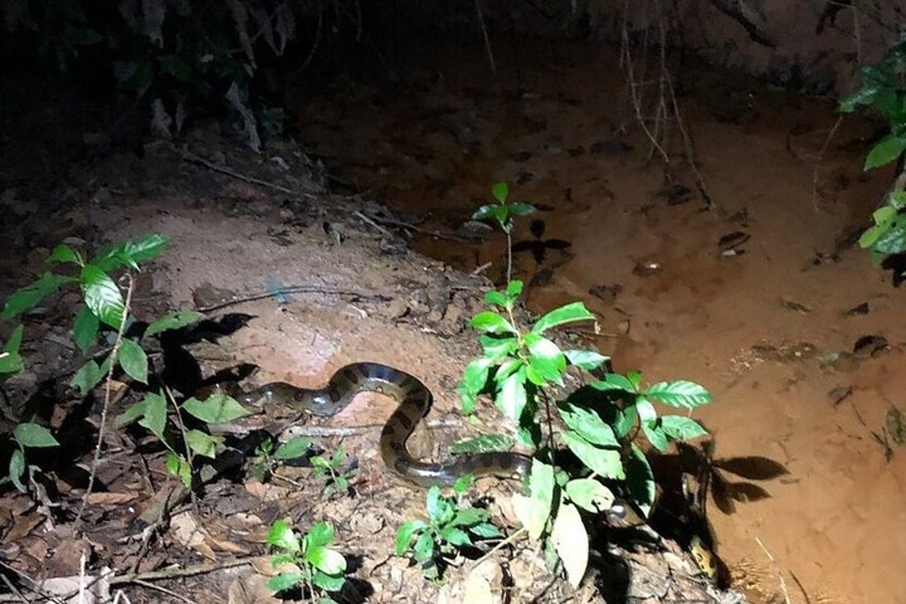 L'avventura selvaggia di 4 giorni "Green Wild Amazon Expedition" — 6