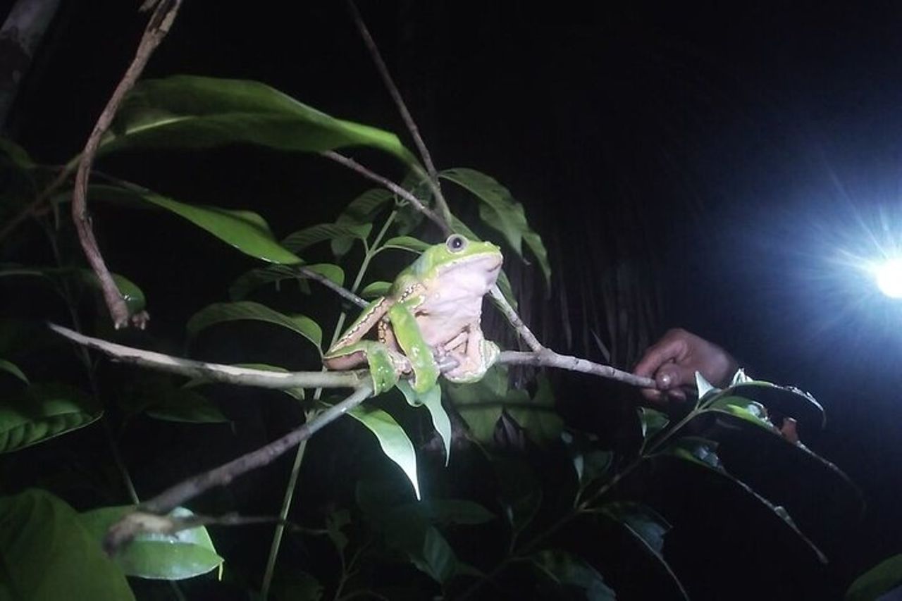 L'avventura selvaggia di 4 giorni "Green Wild Amazon Expedition" — 8