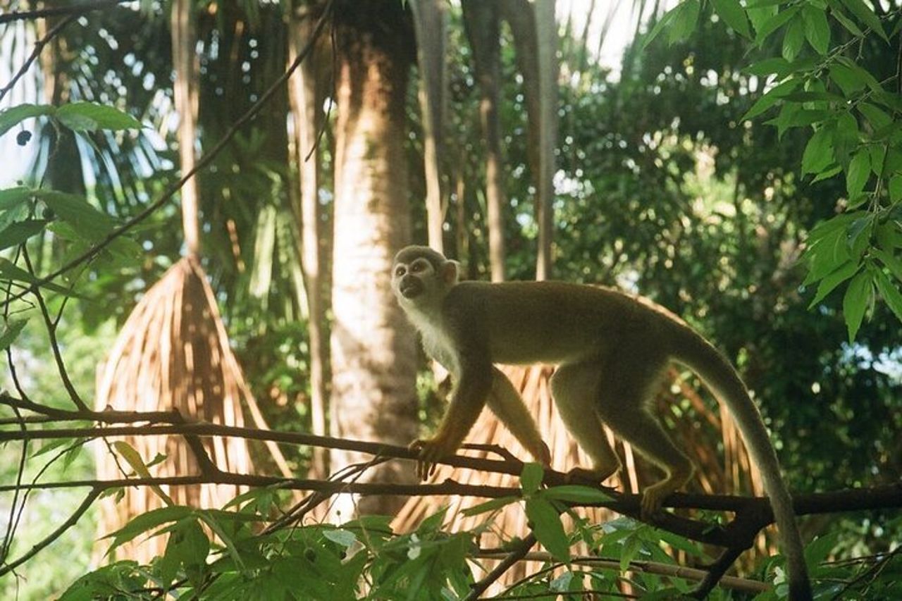 L'avventura selvaggia di 4 giorni "Green Wild Amazon Expedition" — 9