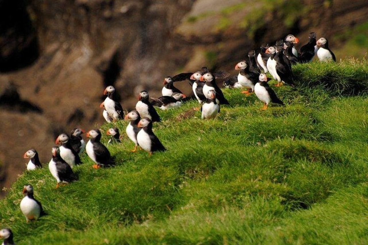 Eyjascooter Puffin Tour in Islanda — 3