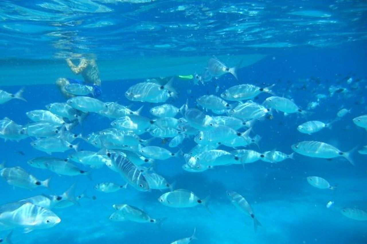 Tavolara e Molara Snorkeling con Guida — 3
