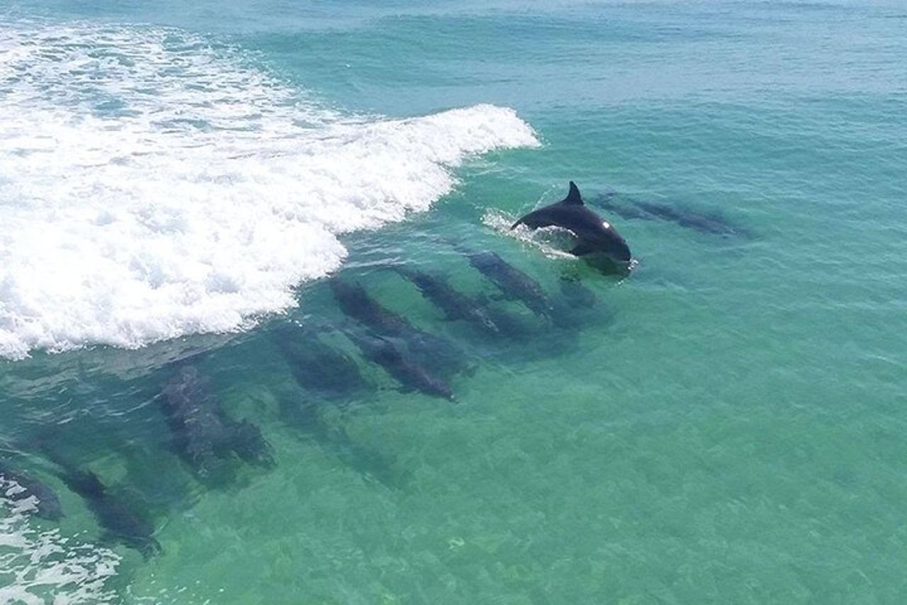 Crociera di 2 soste con snorkeling e delfini da Destin — 5