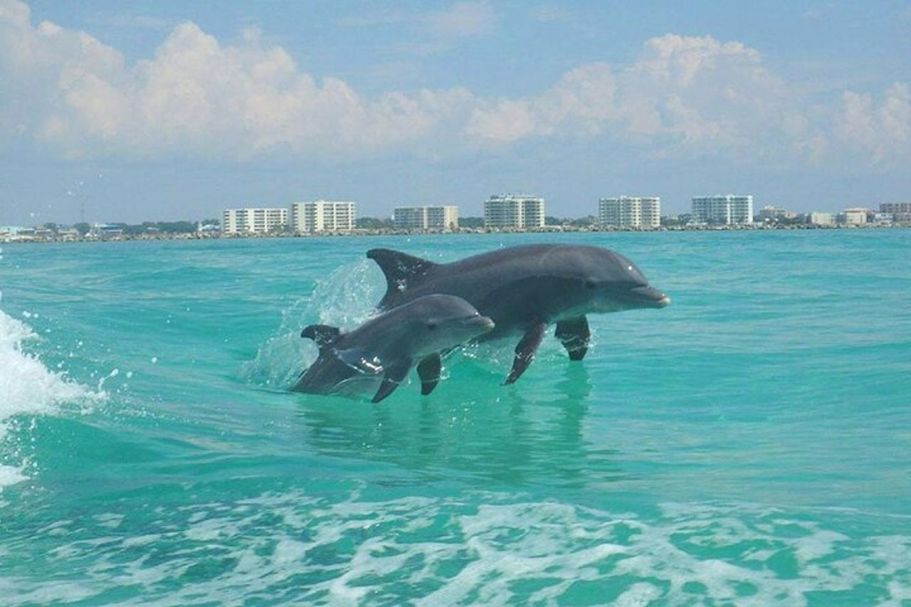 Crociera di 2 soste con snorkeling e delfini da Destin — 6