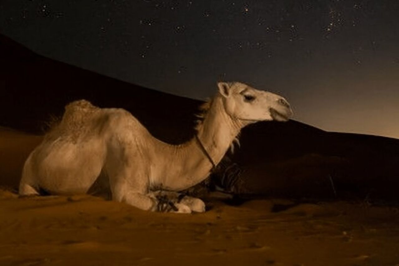 Doha Night Desert Safari Camel Ride Dune Bashing con trasferimento — 6