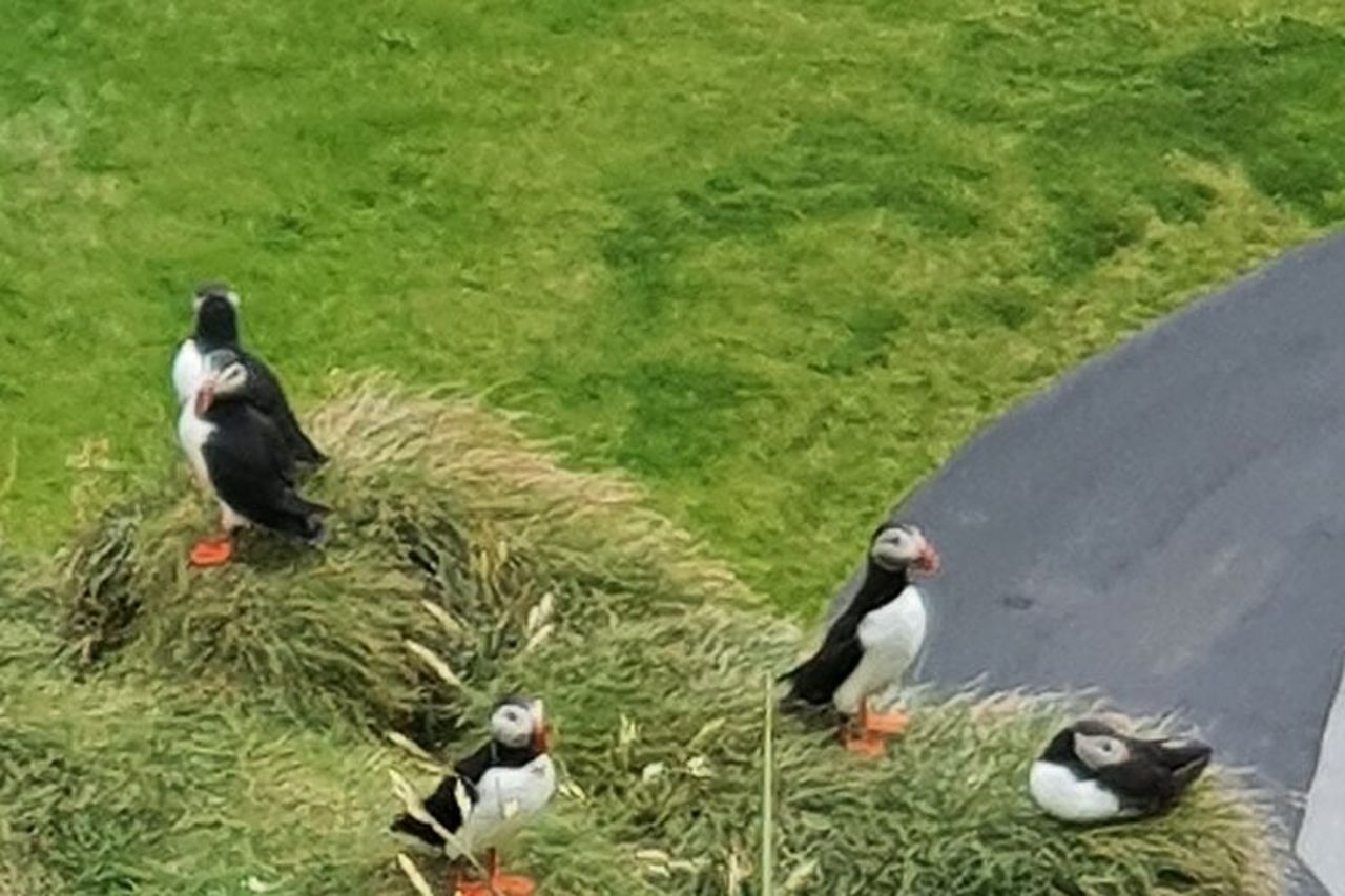 Eyjascooter Puffin Tour in Islanda — 2